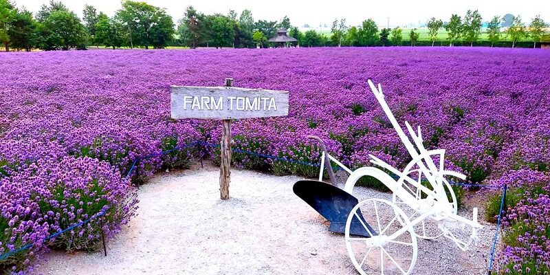 Khu vườn hoa oải hương ở trang trại Tomita