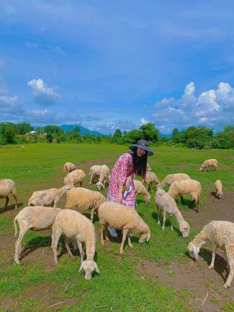 Check-in tại Đồng Cừu Suối Nghệ 